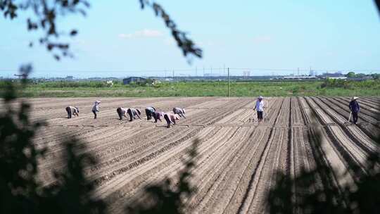 农民在田里播种种萝卜