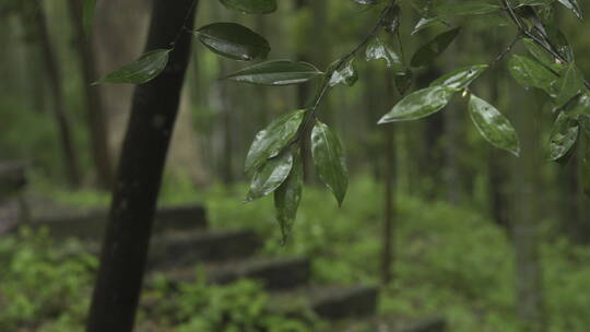 雨与叶子