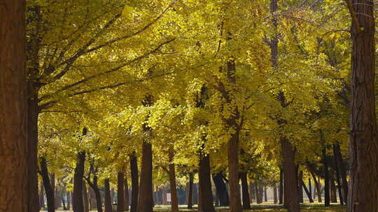秋天阳光森林树林黄叶风吹落叶流水唯美风景