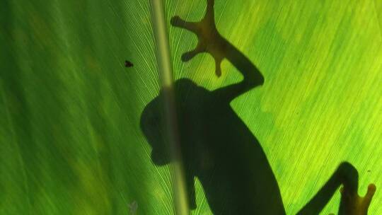 绿叶上红眼树蛙的剪影 视频素材模板下载
