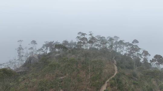 山上云雾飘飘雾气树林云雾缭绕森林