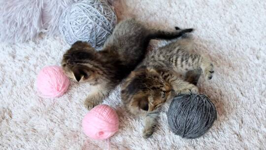 猫在玩毛线球