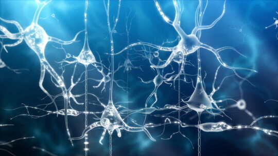 人体神经元网络