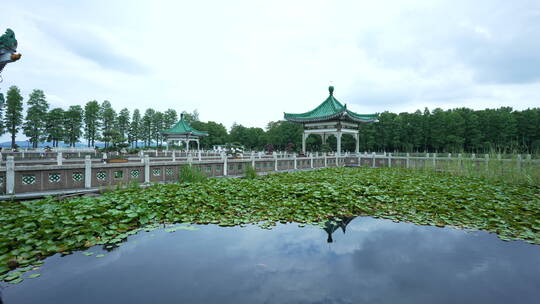 武汉东湖风景区碧潭观鱼