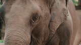 动物园大象特写【4K】高清在线视频素材下载
