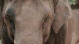动物园大象特写【4K】高清在线视频素材下载