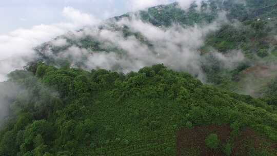 壮观的黑海地理与雾和森林交织在一起，土耳其的Artvin Rize Trabzon