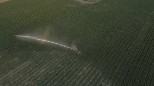 小麦喷灌 现代化种植 高标准农田视频素材模板下载