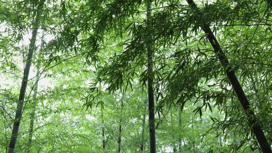 下雨天茂密的竹林枝叶繁茂生机勃勃的景象