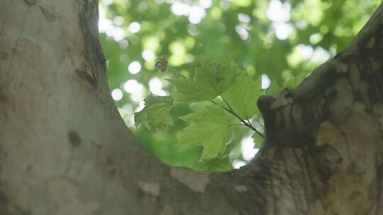 植物藤蔓空镜