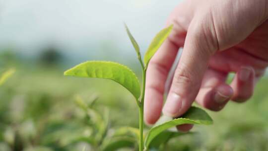 特写实拍人摘茶叶茶艺茶园采茶红茶绿茶春茶