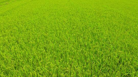 水稻田里的稻浪视频素材模板下载