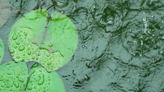 夏天暴雨，雨滴落在水里溅起水花