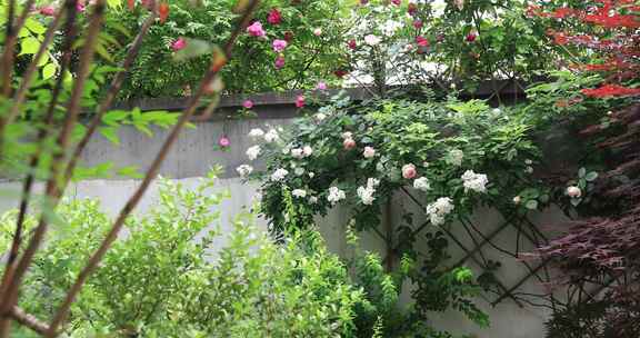 春天私家花园蔷薇花盛开