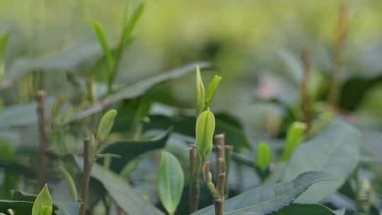 西湖龙井茶树上的茶叶嫩芽特写
