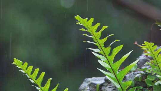 雨天自然植物空镜