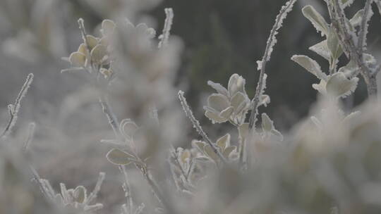 中国华北东北冬季春节新年树叶雾凇自然户外