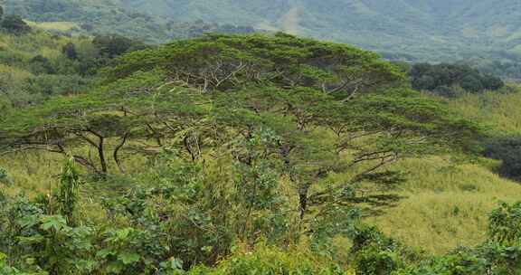 热带雨林Raiatea，社会群岛，法属波