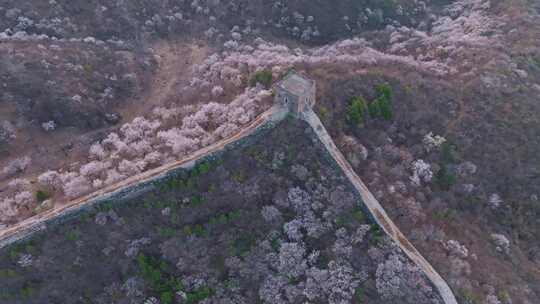 北京怀柔河防口长城山桃花