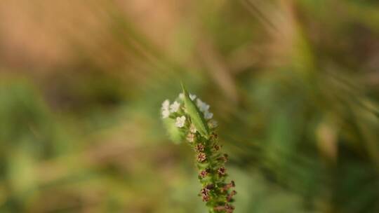 绿色植物特写实拍