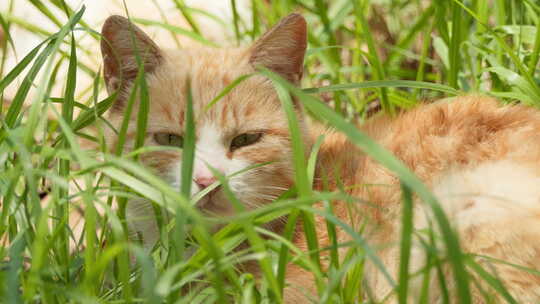 春天公园草丛里的流浪猫橘猫