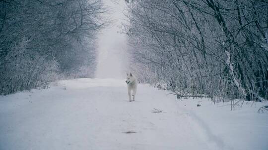 狗在雪地里奔跑
