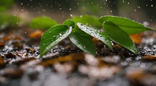 绿叶背景上的雨滴，被雨淋湿的绿叶，雨季