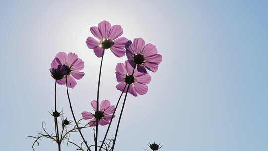 格桑花特写