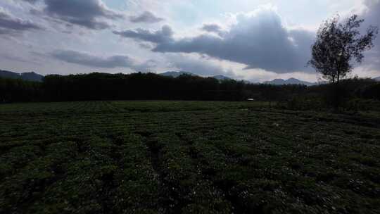 海南白沙茶园航拍空镜