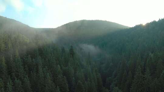 森林雾气早晨云山雾绕仙境视频素材模板下载
