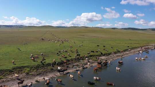 内蒙古生态修复土地复垦动物湖泊