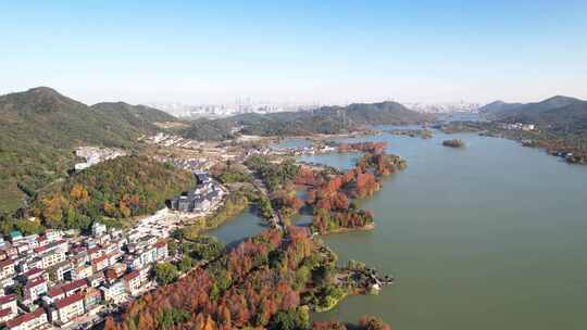 杭州湘湖老虎洞村秋天水杉树林风景航拍