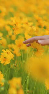 夏日阳光穿透花草手拂花朵