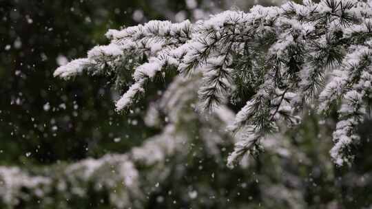 寒冷冬季公园松树雪花大雪空境升格