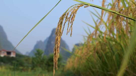 稻谷 稻谷丰收 水稻 生长中的水稻