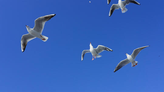 蓝色的天空里海鸥自由的飞翔