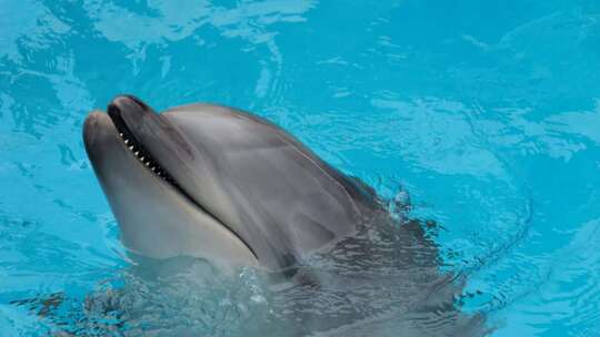 名古屋港公共水族馆