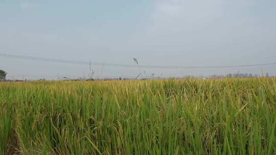 稻米水稻农田种植基地横移