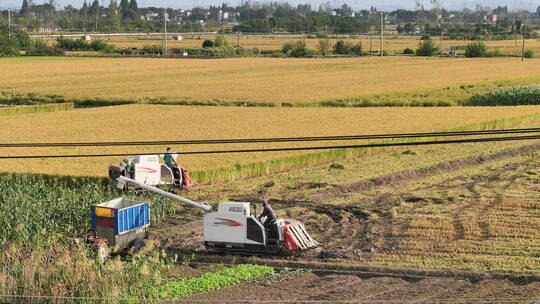 4K农民收割粮食水稻庄稼