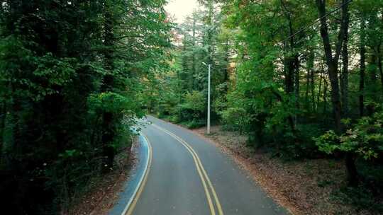 林间蜿蜒道路风景