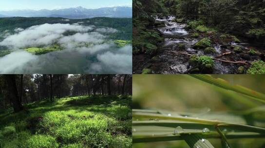 大气宣传片素材 壮阔森林云雾植物自然美景 视频合集