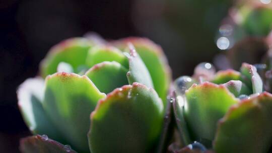 春天景天多肉植物发芽清晨露珠阳光