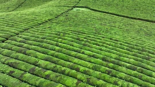 贵州山区种满茶树的农田形成绿色的茶海