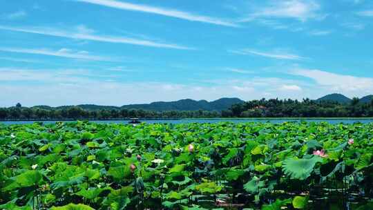 游湖 游船 延时荷花 西湖 荷花 旅游 度假