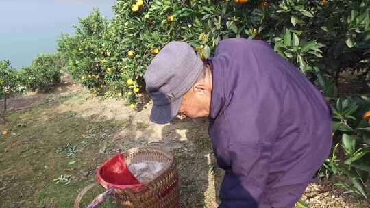 重庆奉节橙子园果农采摘橙子特写