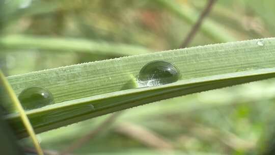 草叶上的水珠