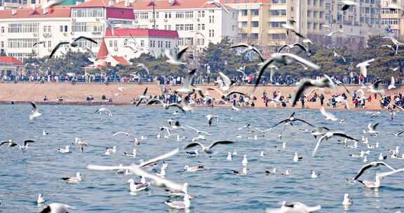 大海海面飞翔的海鸥