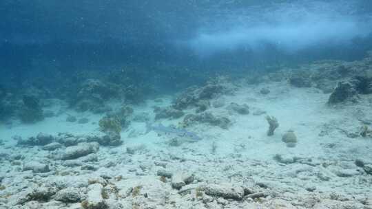 加勒比海，梭鱼，鱼，海洋