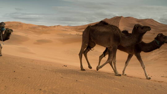 许多只骆驼穿过沙漠