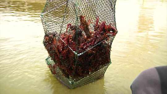 小龙虾养殖 捕捞视频素材模板下载